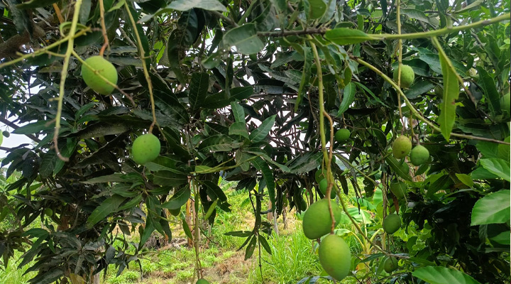 জীবননগরে তাপদহে ঝরে পড়ছে আমের গুটি, দুশ্চিন্তায় আম চাষিরা