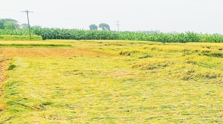 জীবননগরে পাঁকা ধান নিয়ে বিপাকে চাষিরা
