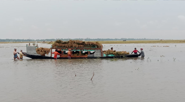 মদনে বৃষ্টিতে তলিয়ে গেছে পাকা ধান,  কৃষকের হাহাকার