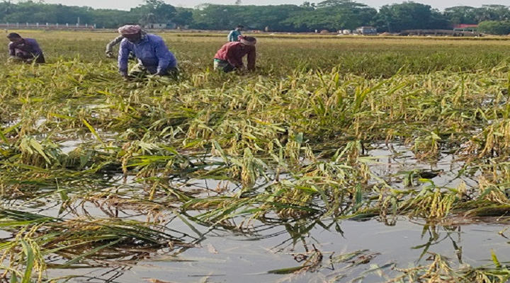 মধ্যনগরে ‘কৃষকের আর্তনাত’ প্রকৃতি গ্রাস করলো বোরোধান