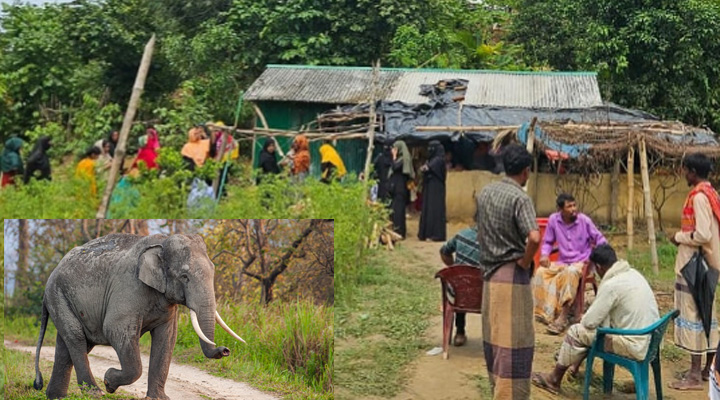 কক্সবাজারে হাতি পিষে মারলেন মা-মেয়েকে