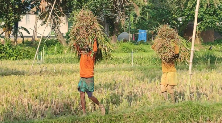 শেরপুর সীমান্তে হাতির ভয়ে কাঁচা ধান কাটছেন কৃষকেরা!