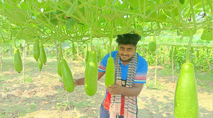 জীবননগরে মাচা পদ্ধতিতে লাউ চাষে সফল কৌশিক রহমান