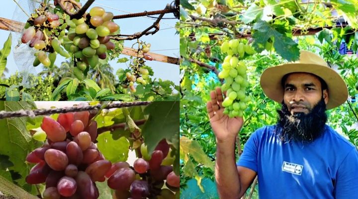 ৪৫ জাতের আঙুর চাষে চমকপ্রদ সফলতা আকরামের