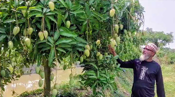 মোরেলগঞ্জে থাইল্যান্ডের  কাটিমন আম চাষে সাড়া ফেলেছেন চাষি মুকুল