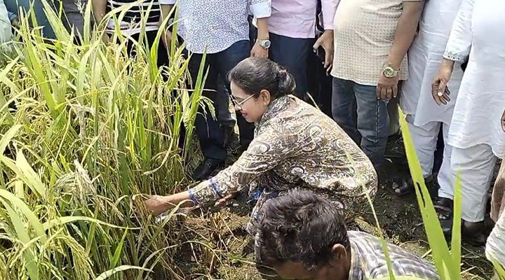 কৃষকের সঙ্গে ধান কাটলেন  এমপি প্রিয়াঙ্কা