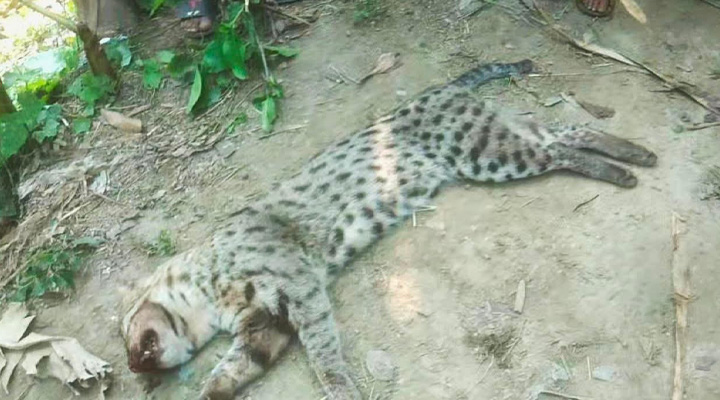 বিপন্নপ্রায় মেছোবাঘ পিটিয়ে হত্যা!
