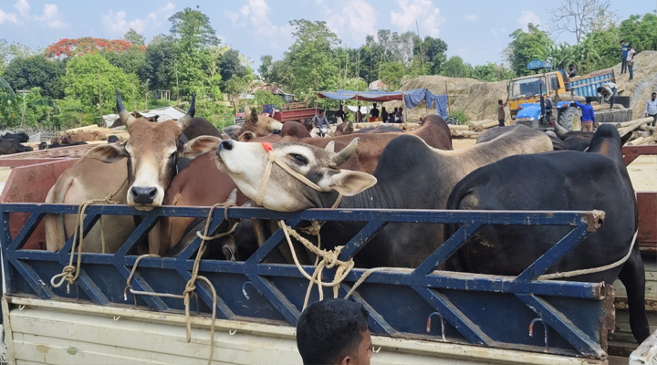 বাঘাইছড়িতে জমে উঠেছে কোরবানির পশুর হাট, চাহিদার শীর্ষে পাহাড়ি গরু