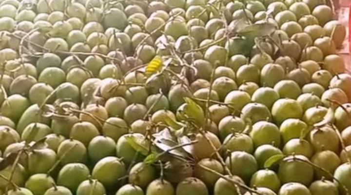 কোটচাঁদপুর-এ আম সংগ্রহ ক্যালেন্ডার প্রকাশ, মৌসুম শুরু আটির আমে