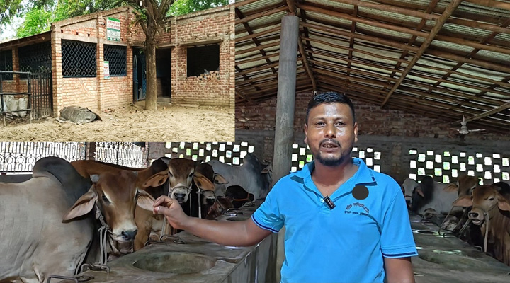 গরুর ‘আবাসিক হোটেল’, সিট ভাড়া ৫০০ টাকা