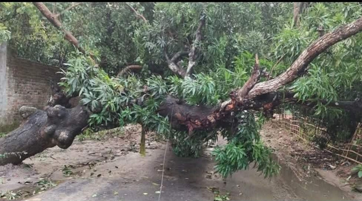 নওগাঁর পত্নীতলায় কাল বৈশাখীতে ব্যাপক ক্ষয়ক্ষতি