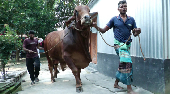 ১ হাজার কেজির ‘সুপারস্টার’ গরু বিক্রি ২০ লাখে
