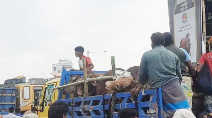 গাবতলী হাটে দামের বড় ধস: বিক্রি না হওয়া গরু নিয়ে চরম বিপাকে ব্যাপারীরা
