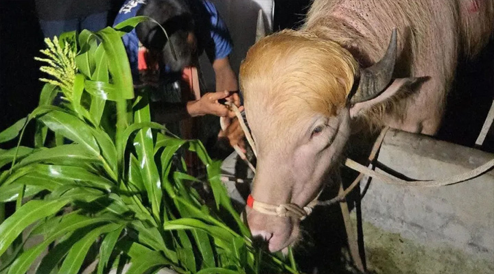 চিড়িয়াখানায় যে পরিমাণ খাবার দেয়া হচ্ছে ‘ডোনাল্ড ট্রাম্প’কে