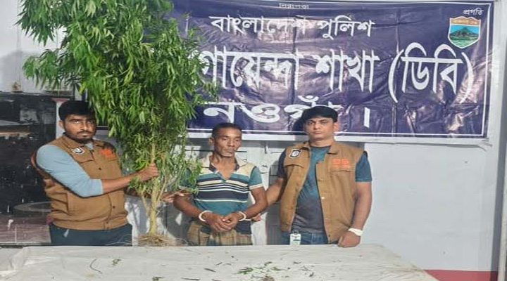 মান্দায় কচুক্ষেতে গাঁজার চাষ, গাছসহ গ্রেফতার ১
