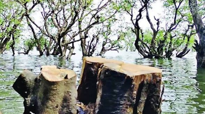 দিন-রাতে কাটা হচ্ছে গাছ, সংকটে টাঙ্গুয়ার হাওরের পরিবেশ