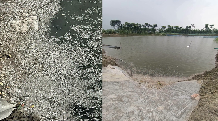 মুরাদনগরে দুই পুকুরে বিষ প্রয়োগ, ১৫ লাখ টাকার মাছ নিধনের অভিযোগ