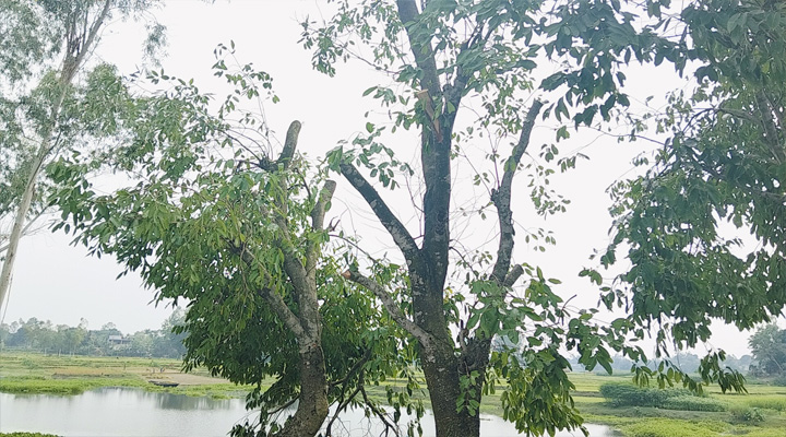 সরিষাবাড়ীতে ফলদ গাছ কাটার অভিযোগ