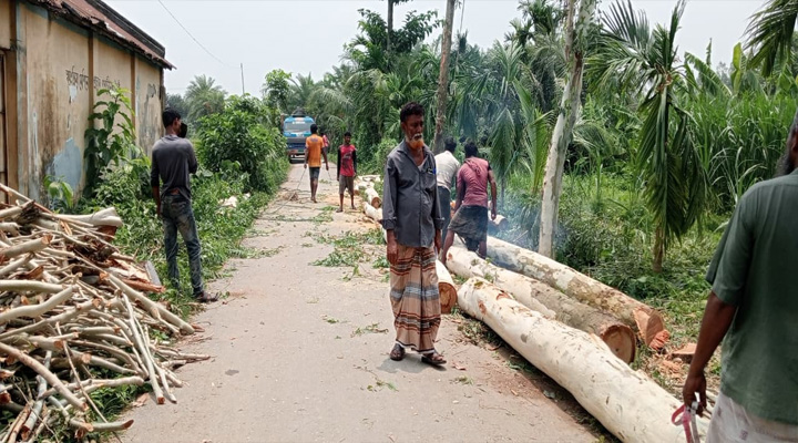 সরকারি রাস্তার পাশের গাছ উধাও, চাতাল ব্যবসায়ীর বিরুদ্ধে অভিযোগ