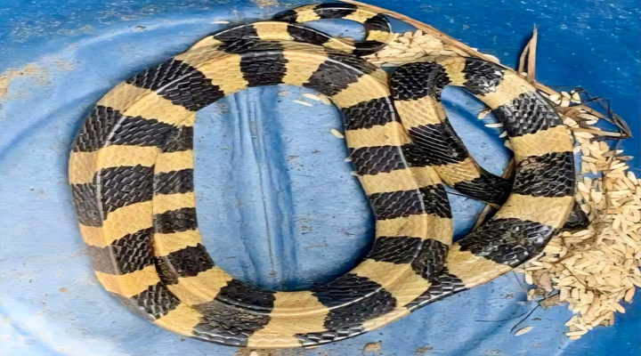 শঙ্খিনী সাপ উদ্ধার