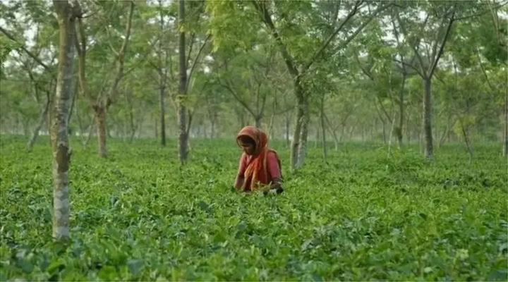 চা-শিল্পে বাড়ছে উৎপাদন খরচ, মজুরি নিয়েও অসন্তোষ