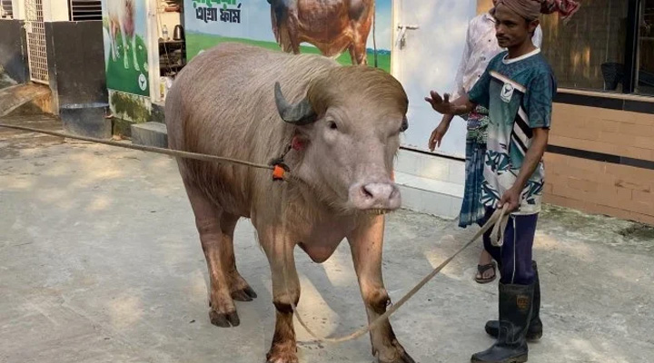 আলোচিত মহিষ ট্রাম্প এখন সাভারে