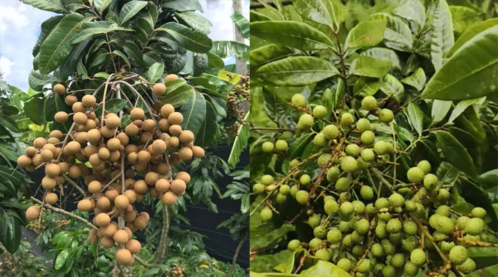 থাইল্যান্ডের লংগান ফল চাষে ধনবাড়ীতে উন্মোচিত নতুন সম্ভাবনা