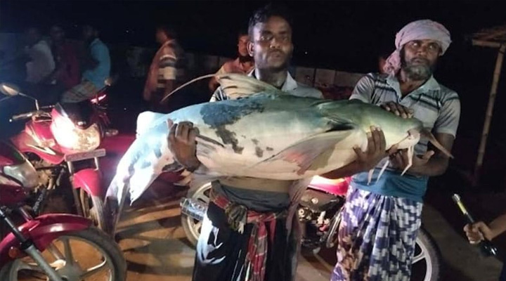 চাঁপাইনবাবগঞ্জের পদ্মায় ধরা পড়ল বিশাল আকৃতির বাঘাইড় মাছ
