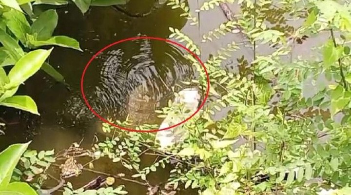 চাঁদপুরে গ্যাস লিক, জীবনের ঝুঁকি নিয়ে ছুটছে পথচারী-শিক্ষার্থীরা