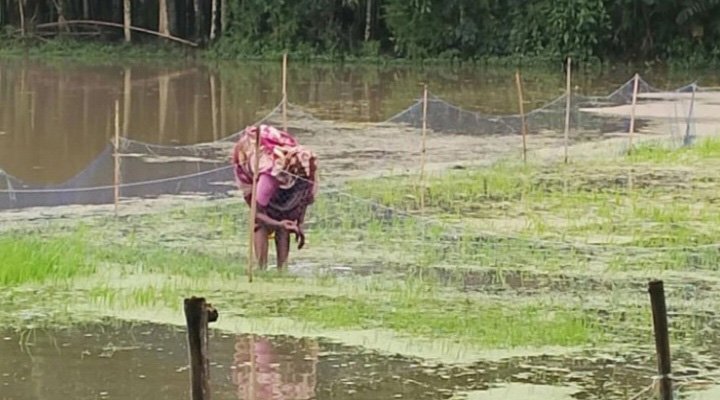 খাগড়াছড়িতে বন্যায় কৃষি-মৎস্য ও প্রাণিসম্পদের ব্যাপক ক্ষয়ক্ষতি