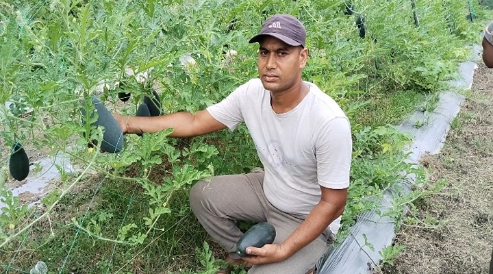 চাষিদের নজর কাড়ছে  মার্সেলো ও ইয়োলো কিং জাতের তরমুজ