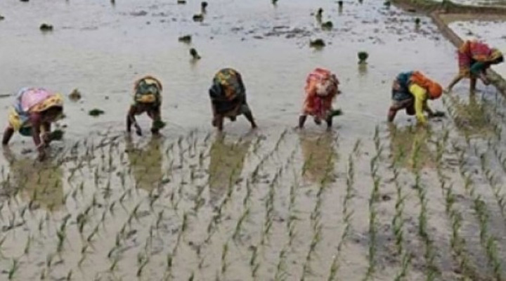 তানোরে কোমর বেঁধে চলছে আমন রোপণে কাজ