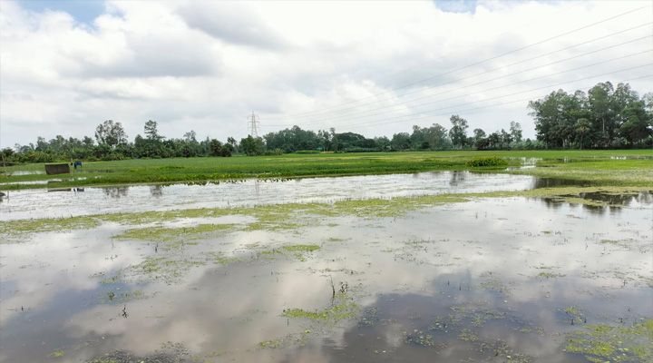 রায়গঞ্জের ঠেরক্যান বিলে জলাবদ্ধ, ৩০০ বিঘা জমি অনাবাদি