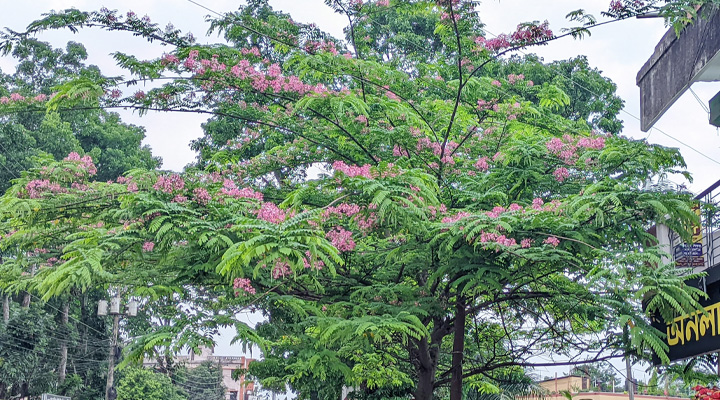 শ্রীমঙ্গলে মুগ্ধতা ছড়াচ্ছে দুর্লভ ‘ক্যাসিয়া জাভানিকা’, ফুলে ফুলে ছেয়ে গেছে গাছ