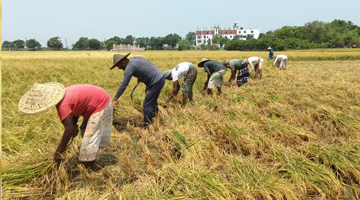 বরেন্দ্র অঞ্চলে বোরো ধান কাটার ধুম বাম্পার ফলন হলেও দাম নিয়ে চিন্তিত কৃষক