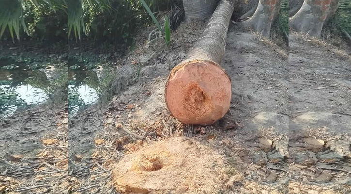 নান্দাইলে নারিকেল গাছের নীচে চাপা পড়ে ৪ বছরের শিশুর মৃত্যু