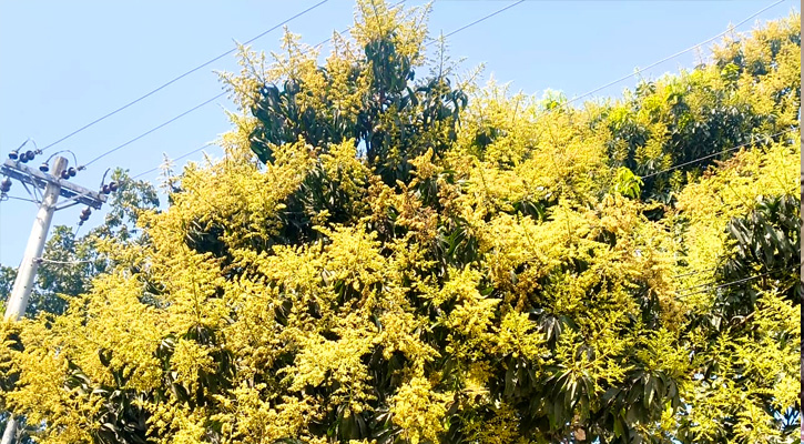 কমলগঞ্জে গাছে গাছে আমের মুকুল, ছড়াচ্ছে ঘ্রাণ