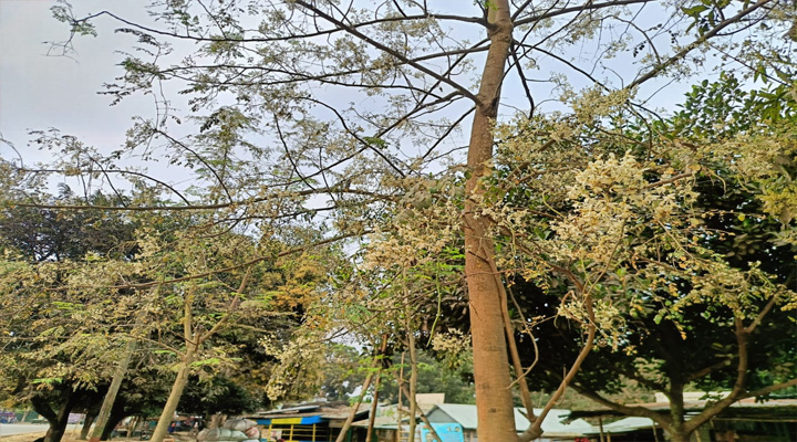 গাছে গাছে শোভা পাচ্ছে শ্বেতশুভ্র সজনে ফুল