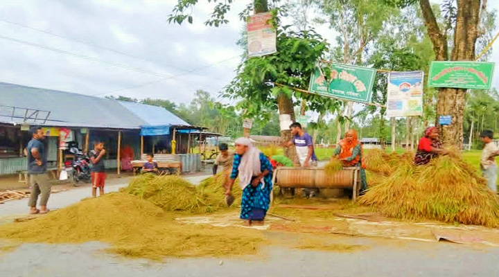 সুন্দরগঞ্জে সড়ক এখন কৃষকের উঠান, বাড়ছে দুর্ঘটনার শঙ্কা