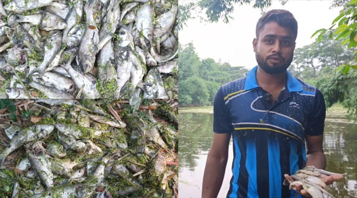 বিষে মরল মাছ, ক্ষতি ৫ লাখ টাকা