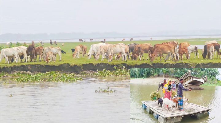 কুড়িগ্রামে বন্যা ও নদী ভাঙনের মাঝেও চরবাসীর স্বপ্ন বাঁচিয়ে রাখছে গবাদিপশু