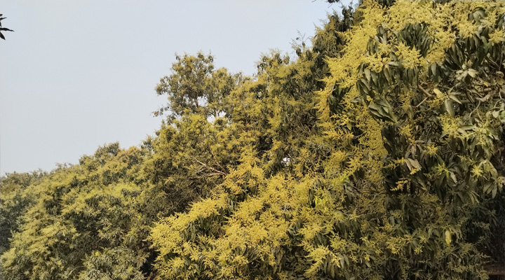 আম গাছের সোনালী মুকুলে চাষিরা বুনছেন সোনালী স্বপ্ন