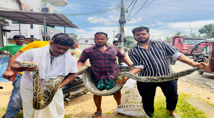 শ্রীমঙ্গলে ১৮ ফুট  লম্বা অজগর উদ্ধার, বন বিভাগে হস্তান্তর