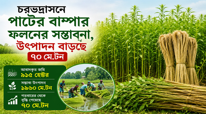 চরভদ্রাসনে পাটের বাম্পার ফলন, উৎপাদন বাড়ছে