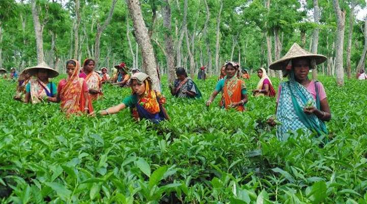 জাতীয় বাজেট : হাজারো চা শ্রমিকের কণ্ঠে হতাশা ও বঞ্চনার সুর