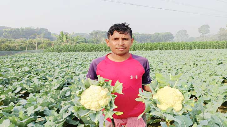 জীবননগরে ফুলকপি চাষে লাভবান হচ্ছেন চাষিরা