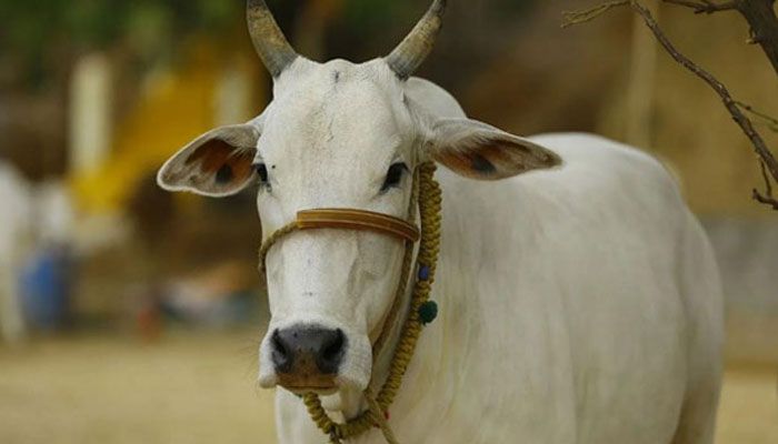 আক্কেলপুরে দিনমজুরের বাড়িতে তিন গরু চুরি