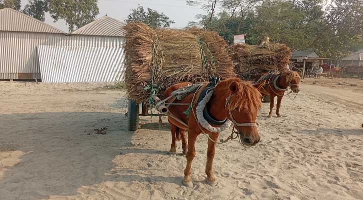 সিরাজগঞ্জের চরাঞ্চলে নিত্যপণ্য পরিবহনে ঘোড়ার গাড়ি