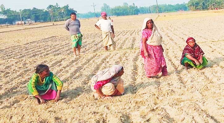 সুন্দরগঞ্জে মাঝ মৌসুমে এসে আলু চাষের ধুম