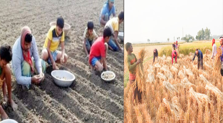 তানোরে একই জমিতে রোপা আমন কাটা এবং আলু রোপনের কাজ একসাথে চলছে